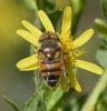 Eristalinus taeniops